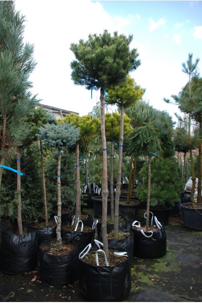 Сосна гірська Гном на штамбі